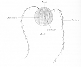 comb jelly