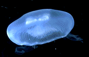 moon jellyfish